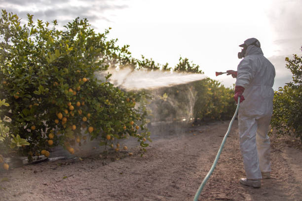 Wasp Removal Services in Coal Grove, OH