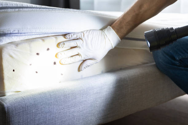 Best Wasp Removal Services  in Coal Grove, OH