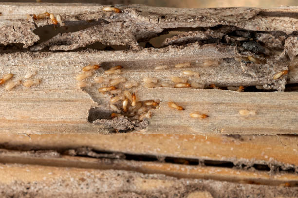 Best Termite Control Services  in Coal Grove, OH
